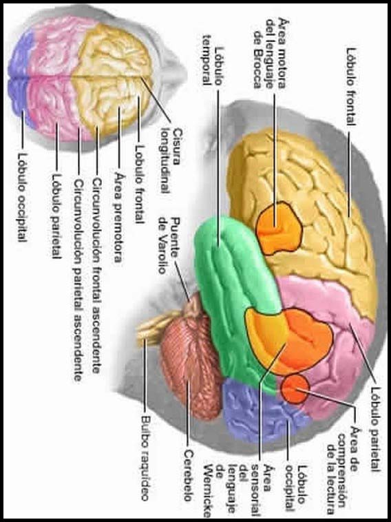 The Human Body to learn Spanish 18