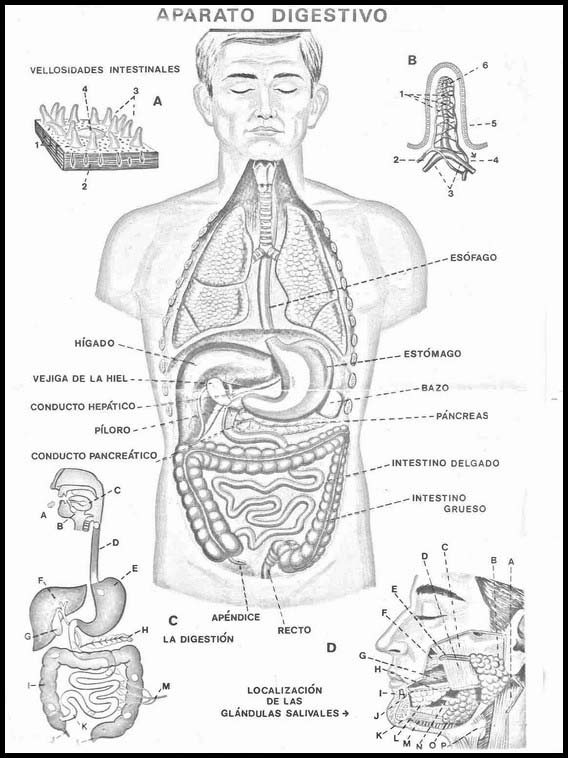 The Human Body to learn Spanish 2