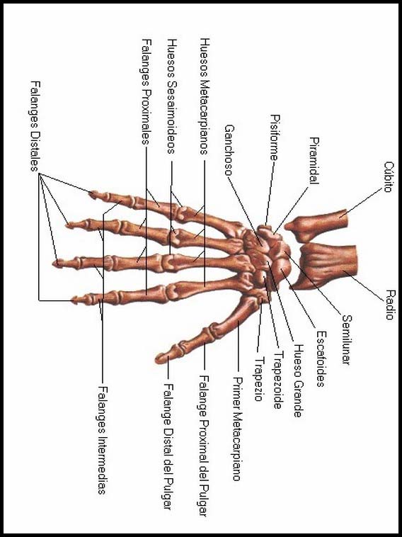 The Human Body to learn Spanish 22