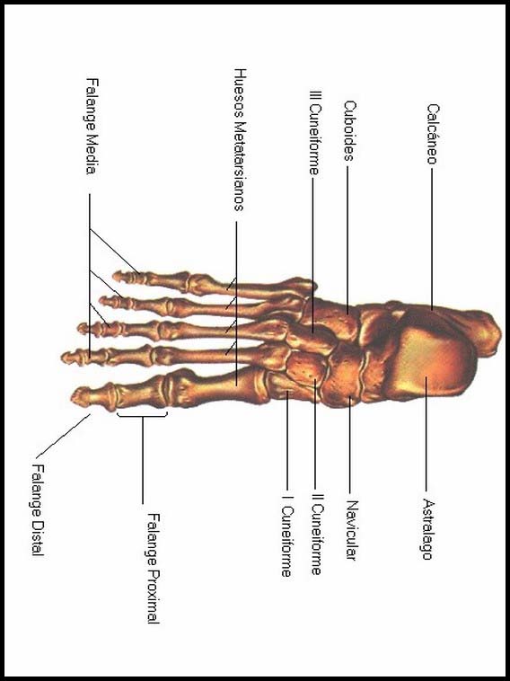 The Human Body to learn Spanish 23