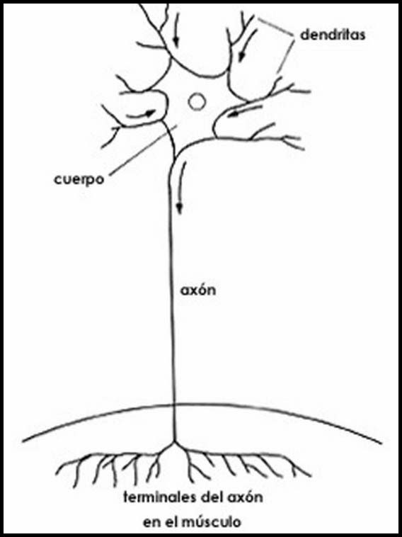 The Human Body to learn Spanish 24