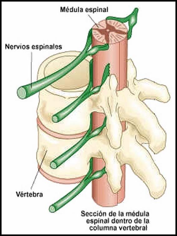 The Human Body to learn Spanish 28