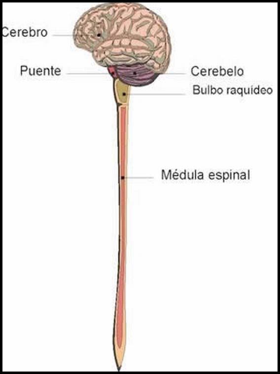 Ihmiskeho. Opetella espanjaa 29