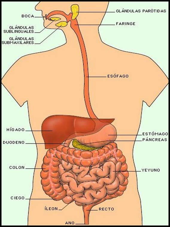 The Human Body to learn Spanish 3