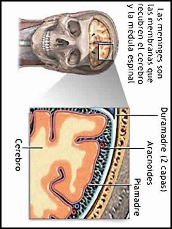 The Human Body to learn Spanish 30