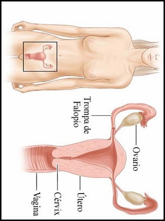 The Human Body to learn Spanish 33