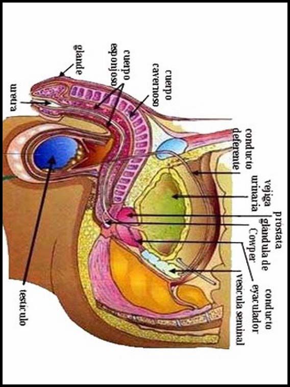 The Human Body to learn Spanish 34