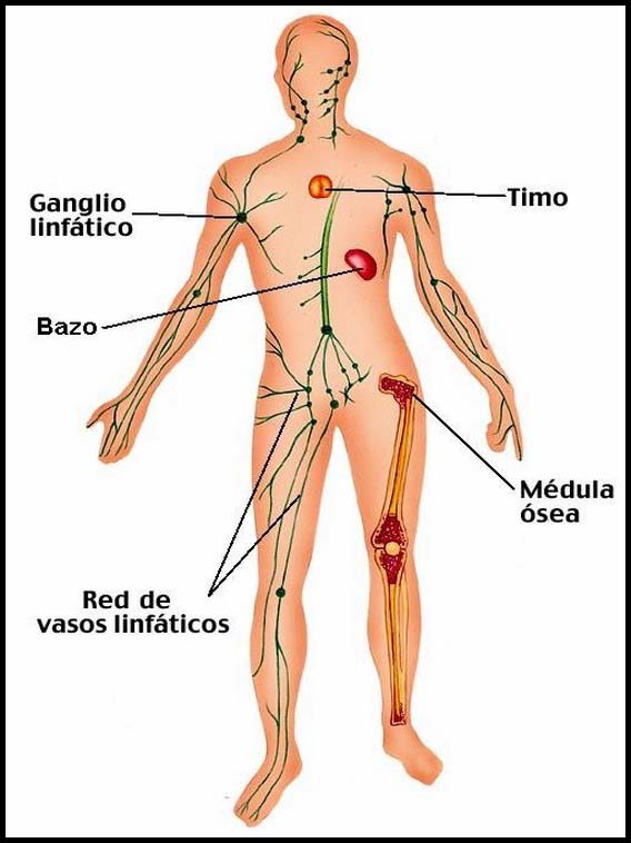 Человеческое тело для изучения испанского языка 36