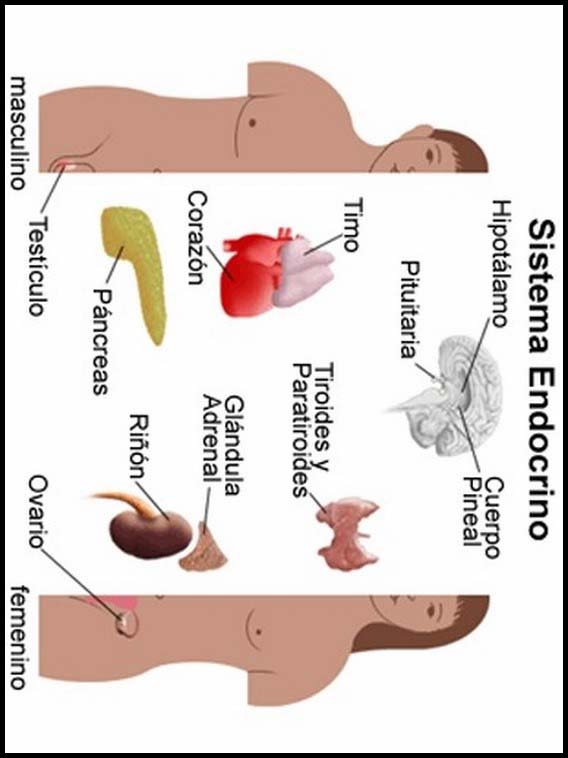 The Human Body to learn Spanish 4