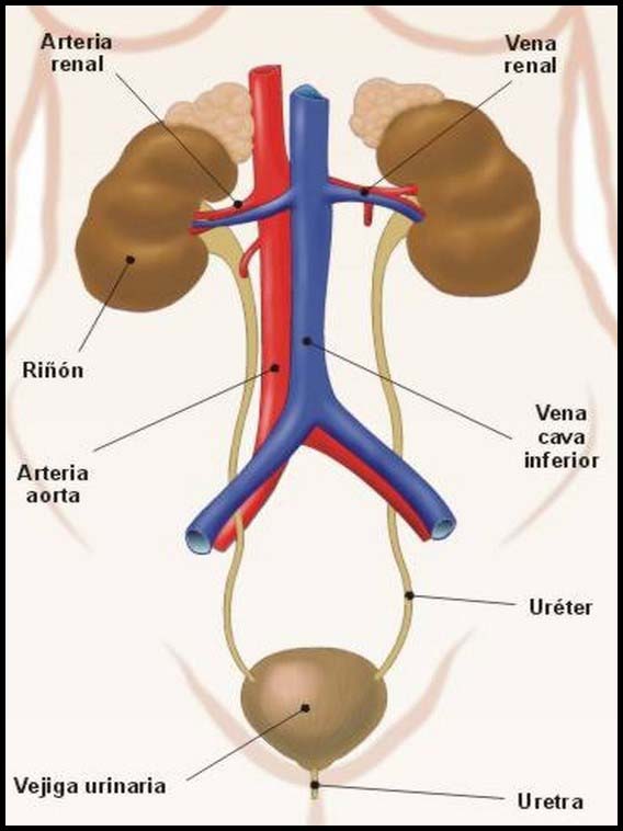 The Human Body to learn Spanish 6