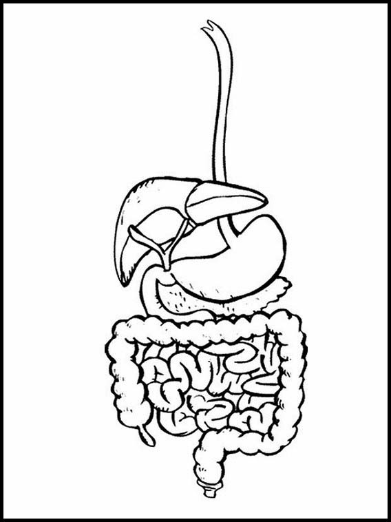 The Human Body to learn Spanish 7