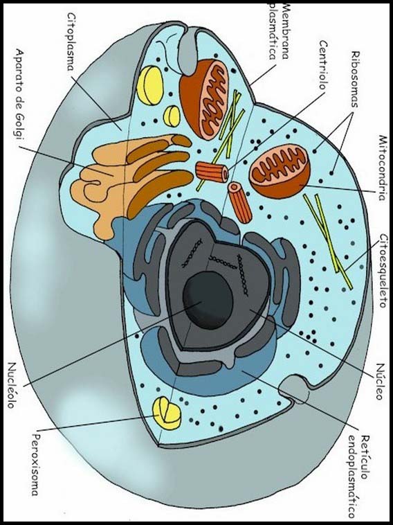 The Human Body to learn Spanish 9