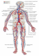 The Human Body to learn Spanish1