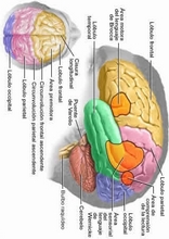 The Human Body to learn Spanish11