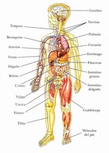 Человеческое тело для изучения испанского языка14