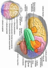 The Human Body to learn Spanish18