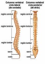 The Human Body to learn Spanish20