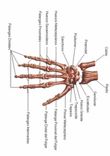 The Human Body to learn Spanish22