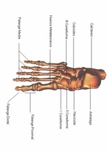 The Human Body to learn Spanish23