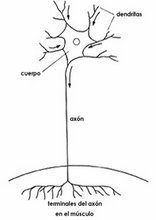 The Human Body to learn Spanish24