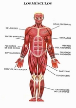 The Human Body to learn Spanish25