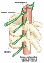 The Human Body to learn Spanish28