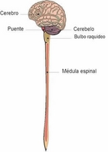 The Human Body to learn Spanish29