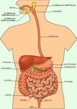 The Human Body to learn Spanish3