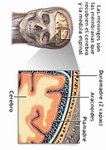 The Human Body to learn Spanish30