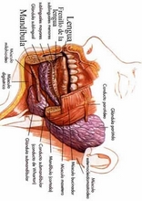 The Human Body to learn Spanish32