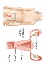 The Human Body to learn Spanish33