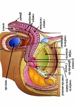 The Human Body to learn Spanish34