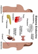 The Human Body to learn Spanish4