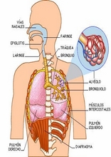 The Human Body to learn Spanish5