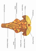 The Human Body to learn Spanish8