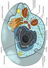 The Human Body to learn Spanish9