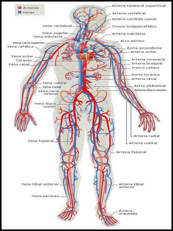 El Cuerpo Humano 1