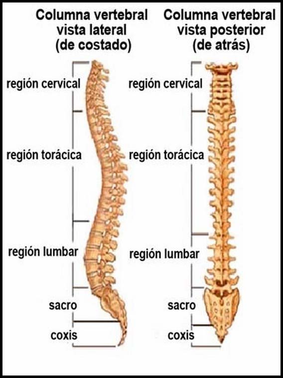 El Cuerpo Humano 20