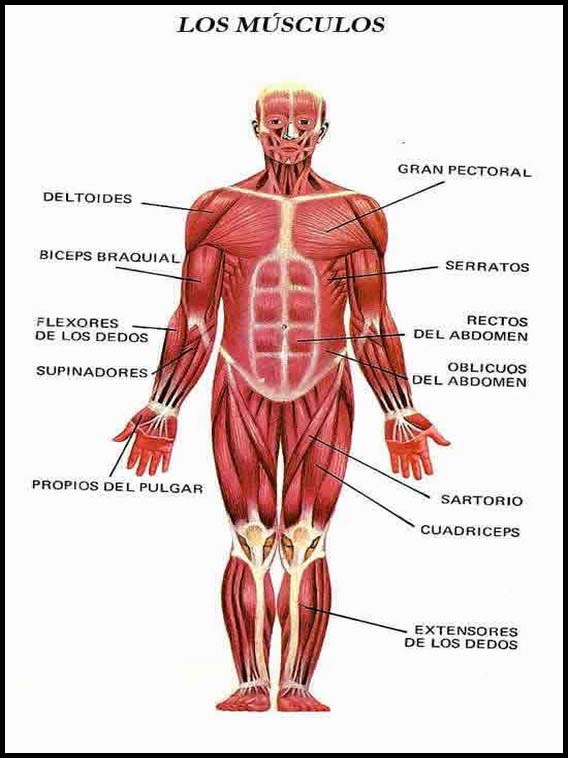 El Cuerpo Humano 25