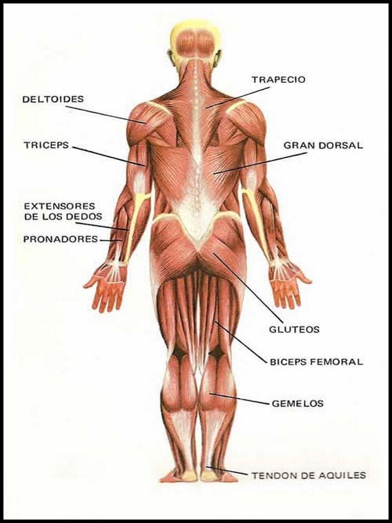 El Cuerpo Humano 26