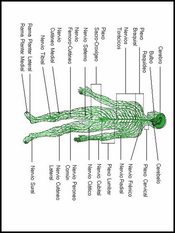 El Cuerpo Humano 27