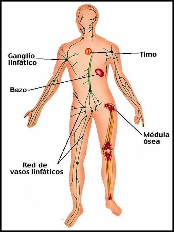 El Cuerpo Humano 36