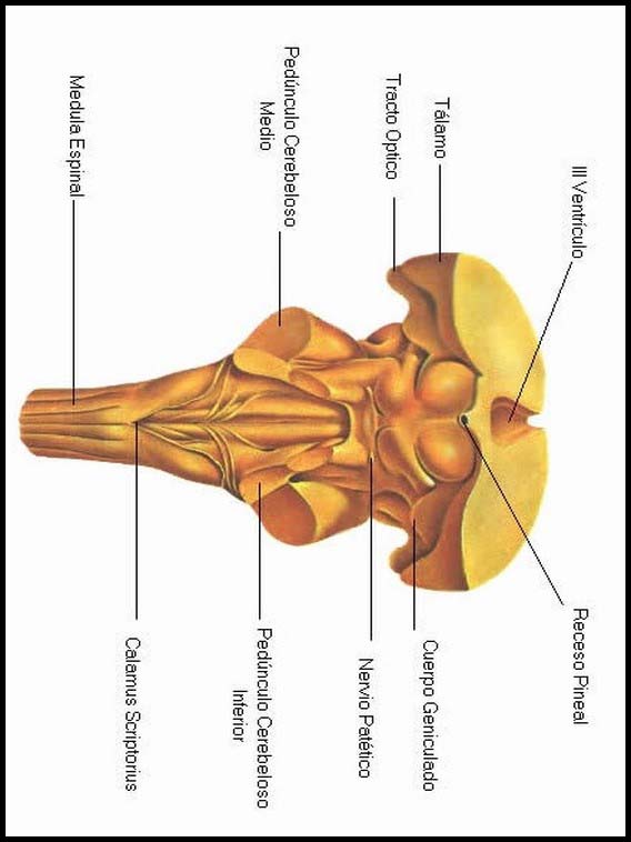 El Cuerpo Humano 8