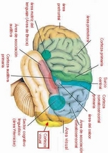 El Cuerpo Humano10