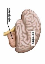 El Cuerpo Humano17