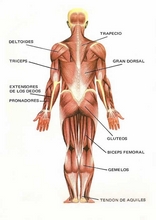 El Cuerpo Humano26