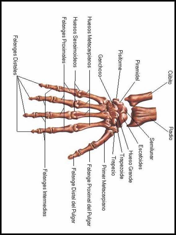 Attività Il corpo umano per imparare lo spagnolo 22 Il corpo umano per imparare lo spagnolo 22