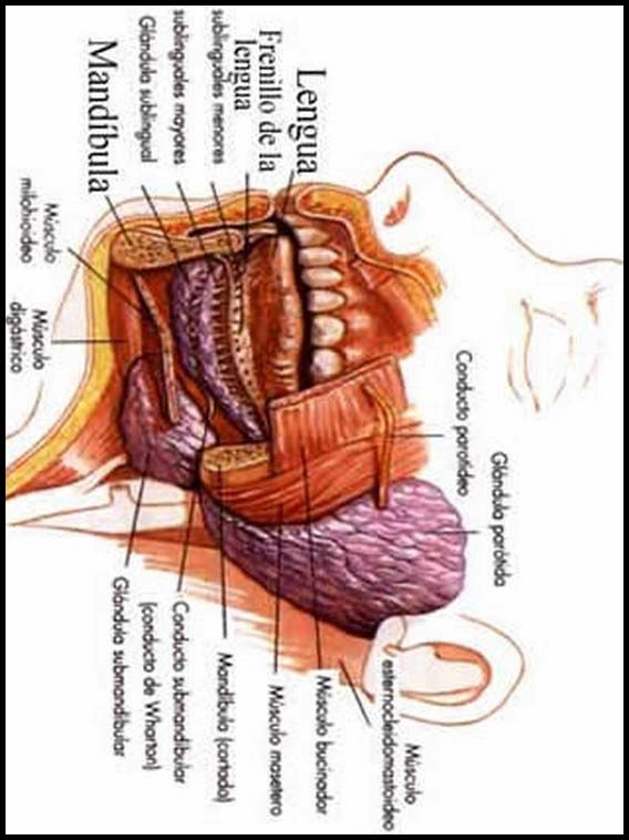 Il corpo umano per imparare lo spagnolo 32