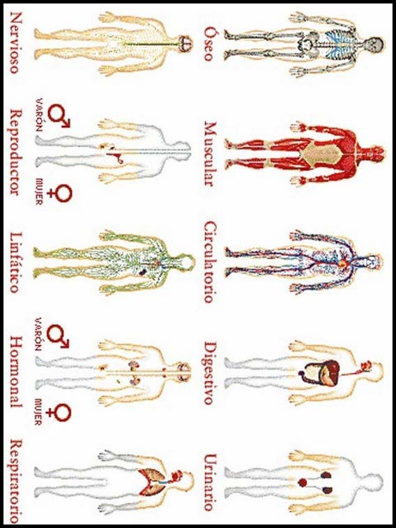 Il corpo umano per imparare lo spagnolo 35