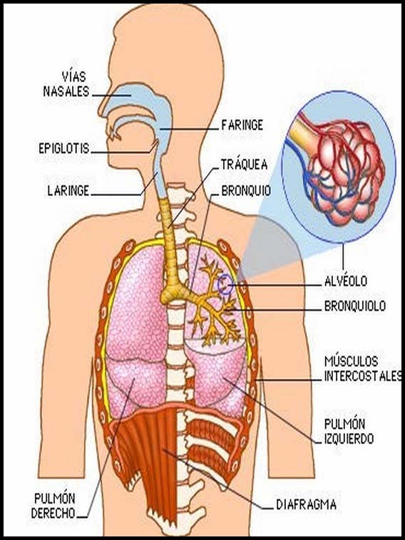 Il corpo umano per imparare lo spagnolo 5